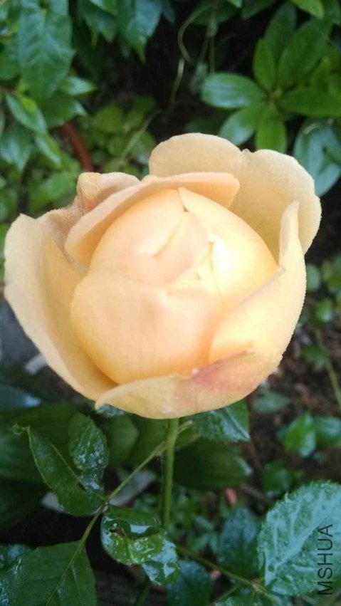 IMG_20130426_07202599.jpg