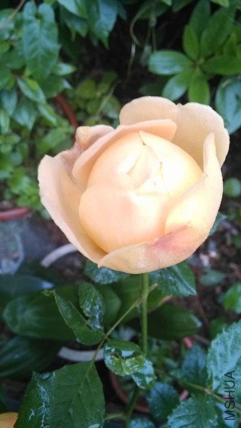 IMG_20130426_072038100.jpg