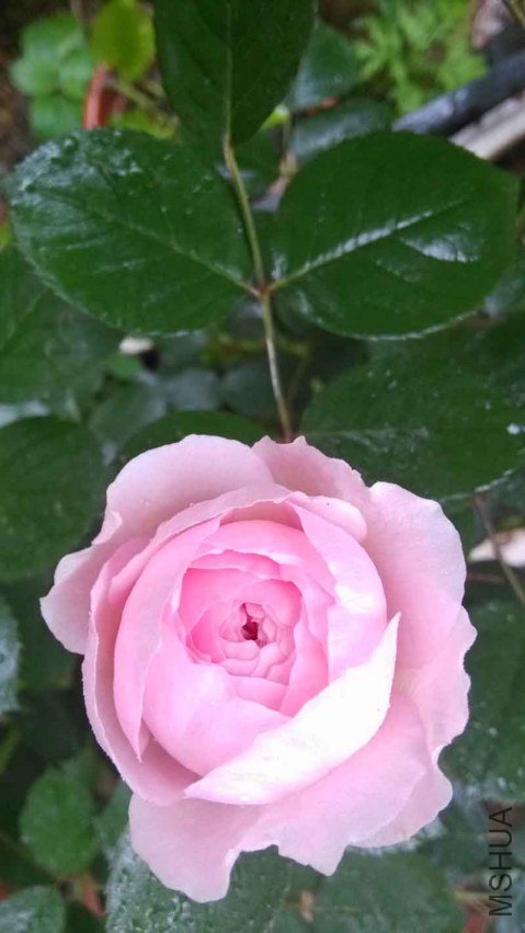 IMG_20130426_072110103.jpg