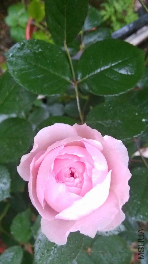 IMG_20130426_072117104.jpg