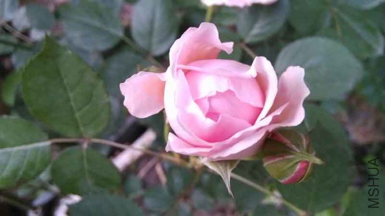 IMG_20130426_184154112.jpg