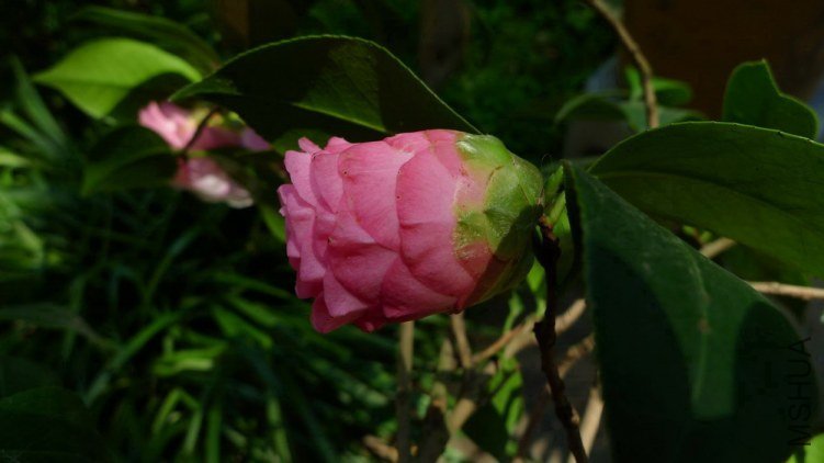 P2050520.jpg