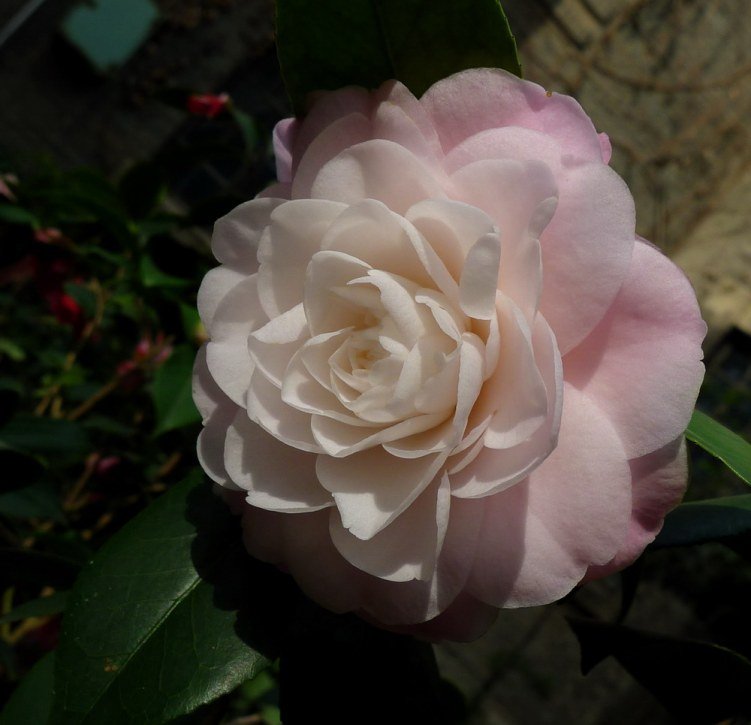 P1830900.jpg