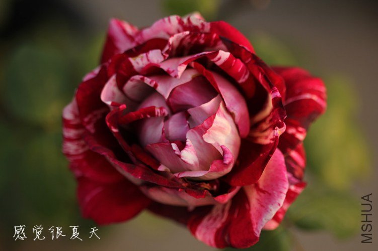 img_6285_����.jpg
