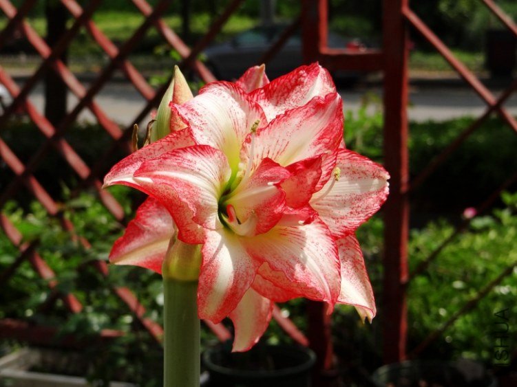 DSC00715_conew1.jpg