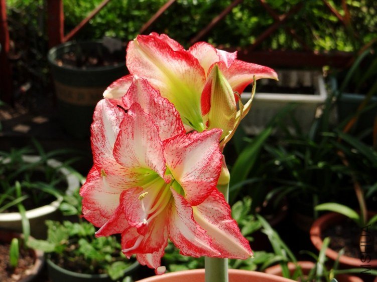 DSC00722_conew1.jpg