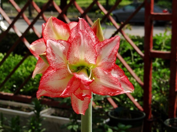 DSC00712_conew1.jpg