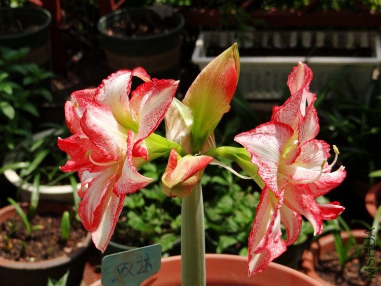 DSC00727_conew1.jpg