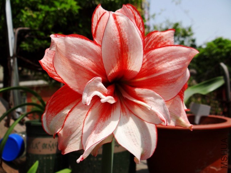 DSC00698_conew1.jpg
