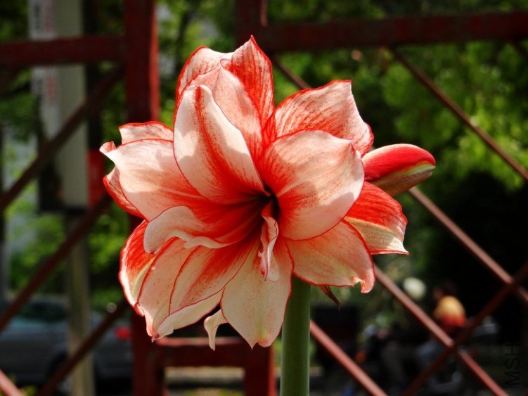 DSC00699_conew1.jpg