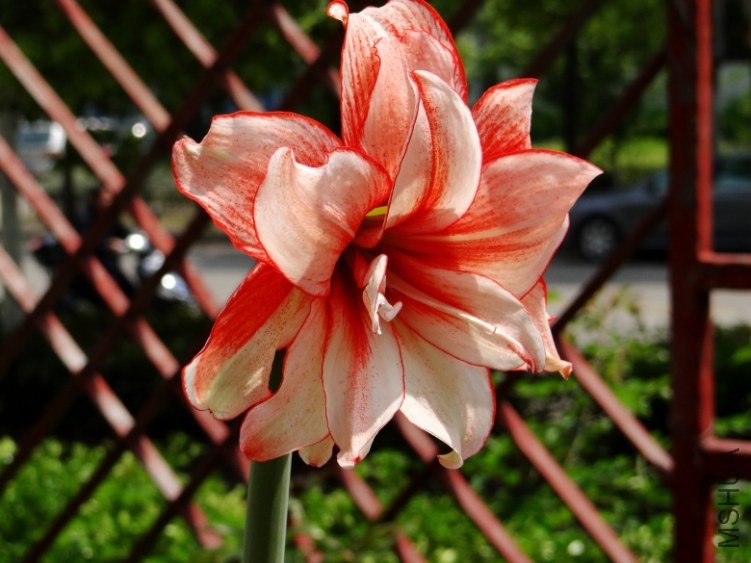 DSC00702_conew1.jpg