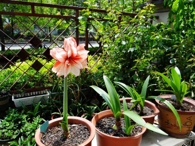 DSC00705_conew1.jpg