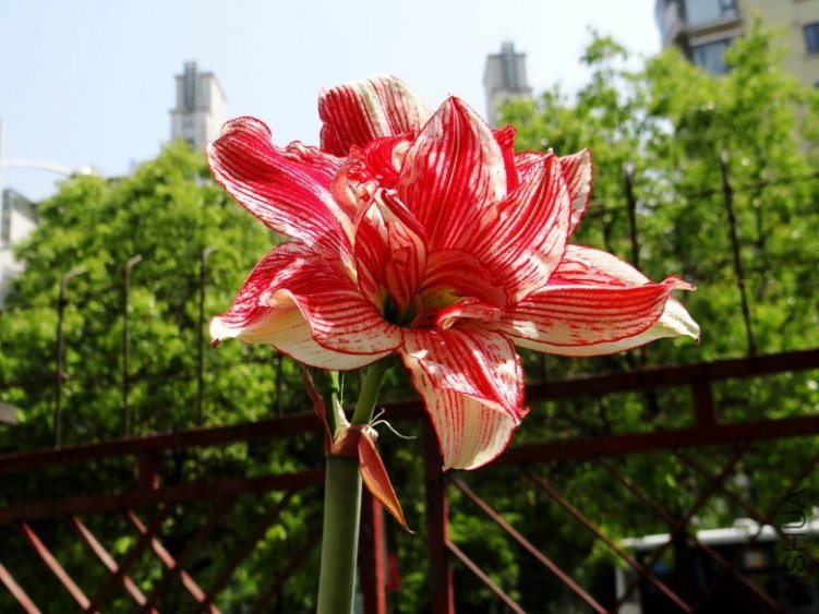 DSC00740_conew1.jpg