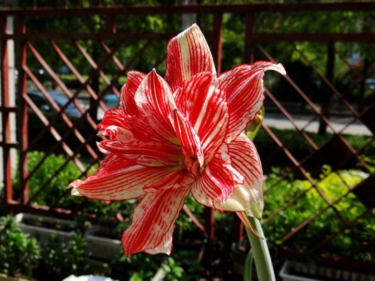 DSC00733_conew1.jpg
