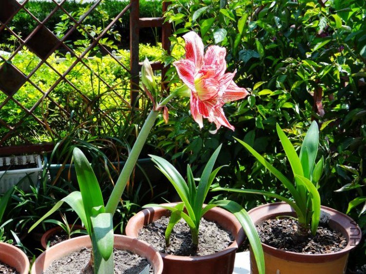 DSC00752_conew1.jpg