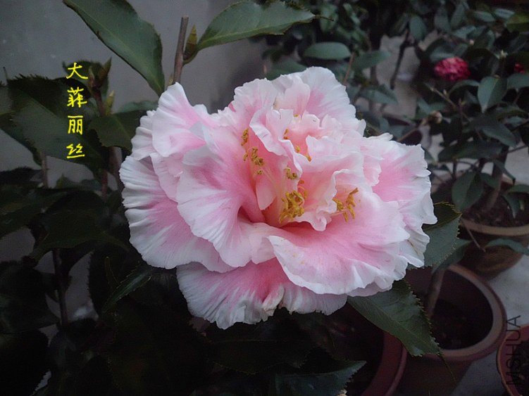 DSCI0314_����.jpg