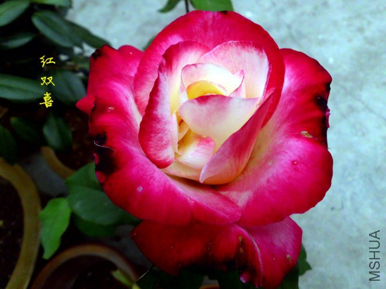 DSCI0898_����.jpg