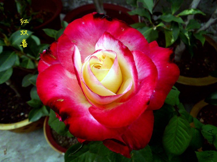 DSCI0900_����.jpg