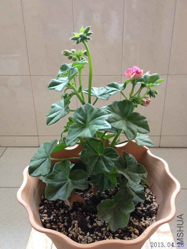 ��Ů�� 2013.04.26��1��.JPG