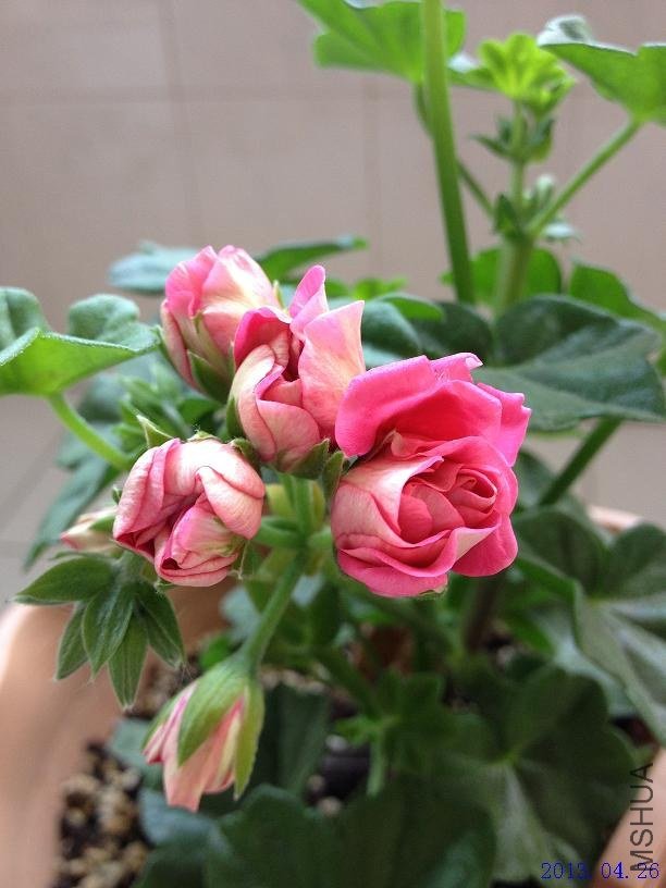 ��Ů�� 2013.04.26��2��.JPG