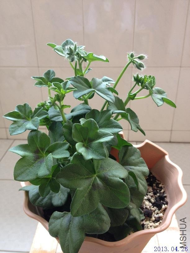 ����õ�� 2013.04.26.JPG