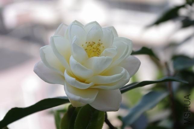 ������С IMGP1848.JPG