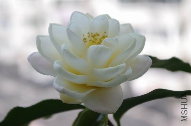 ������С IMGP1852.JPG