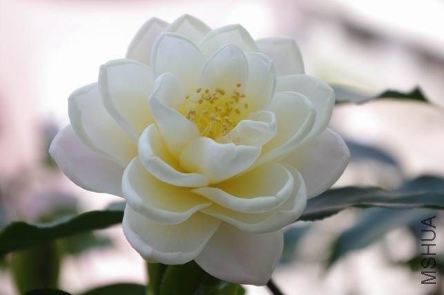 ������С IMGP1853.JPG