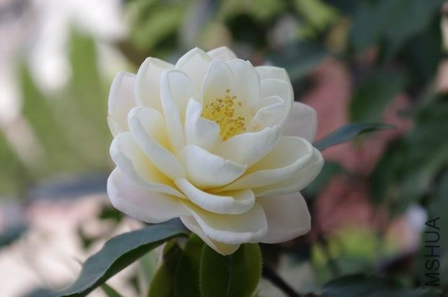 ������С IMGP1855.JPG