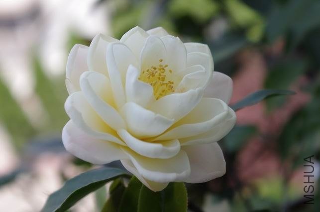 ������С IMGP1858.JPG