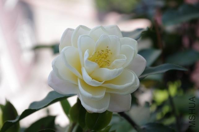 ������С IMGP1859.JPG