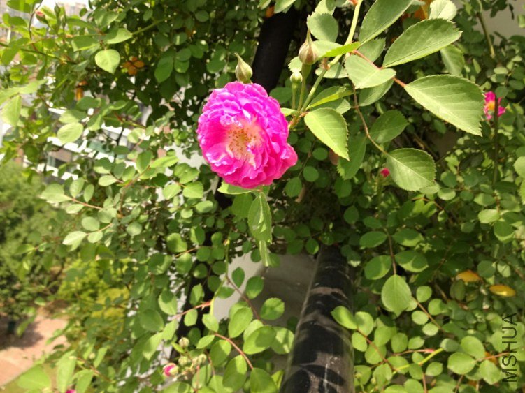 DSC01698.jpg