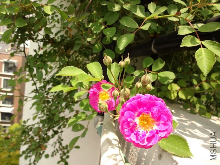 DSC01700.jpg
