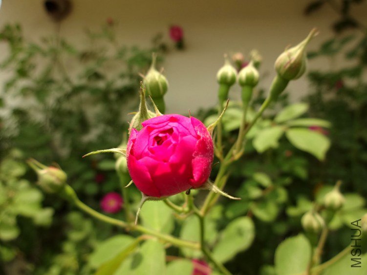 DSC01701.jpg