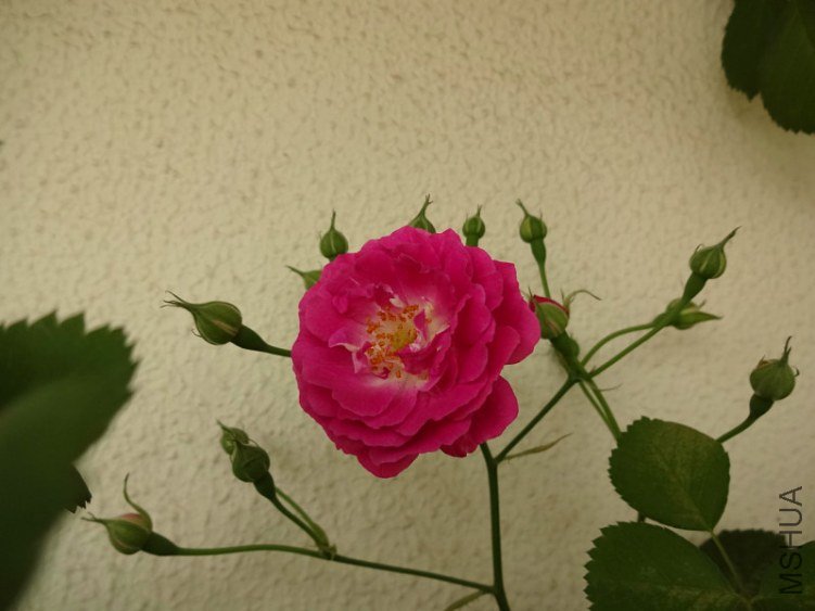 DSC01703.jpg