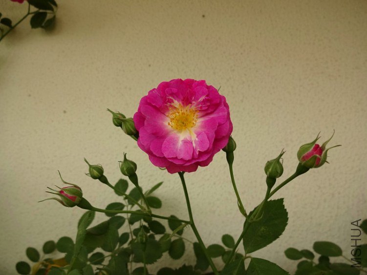 DSC01704.jpg