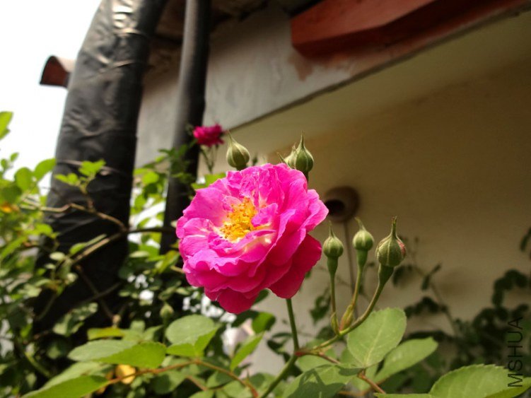 DSC01706.jpg