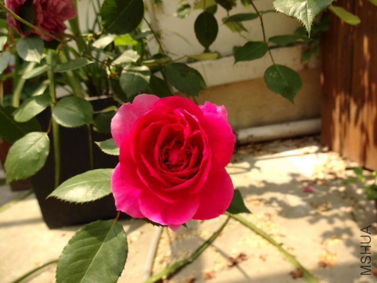 DSC01721.jpg