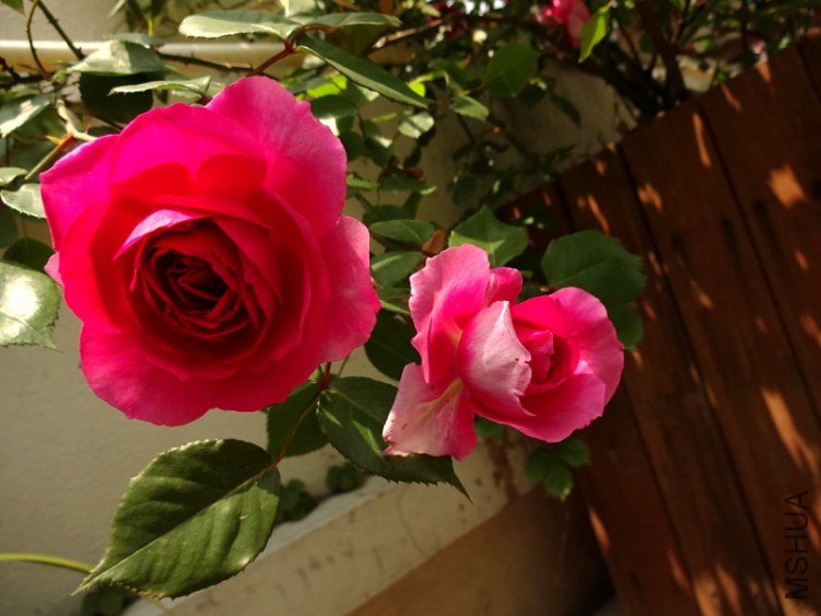 DSC01723.jpg