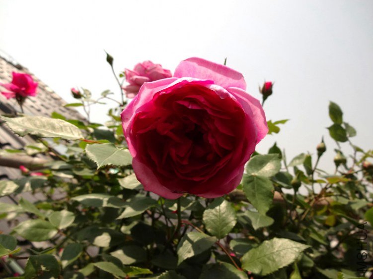 DSC01726.jpg