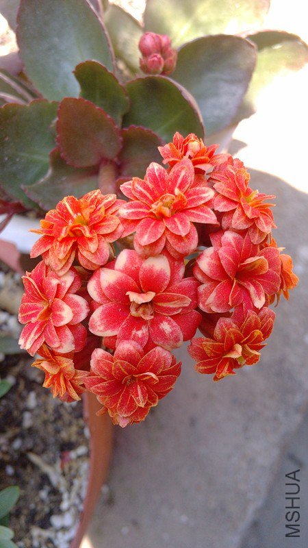 20130427_122228.jpg