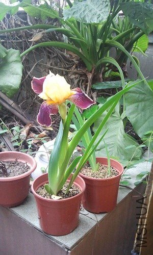 ������С����