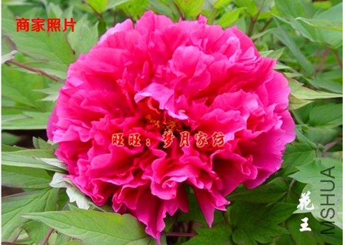 ��Ƭ 031_����.jpg