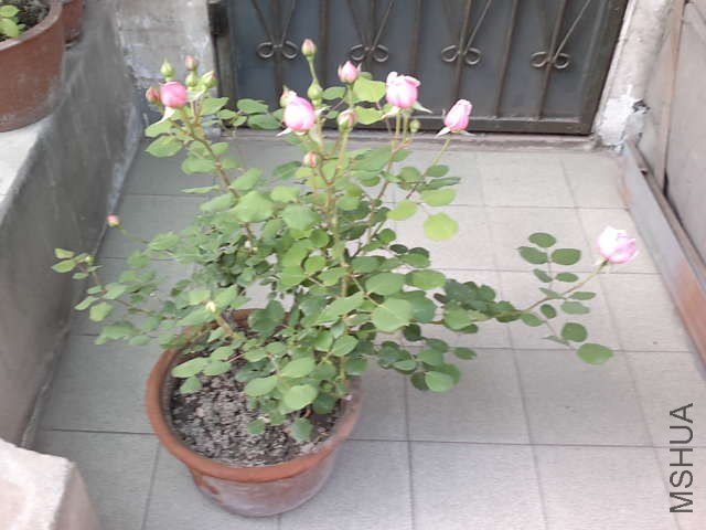 20130427444.jpg