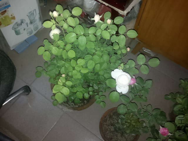 20130427434.jpg