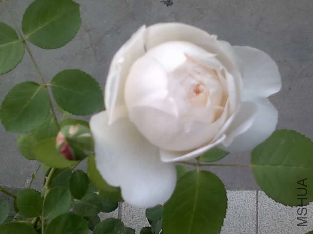 20130427436.jpg