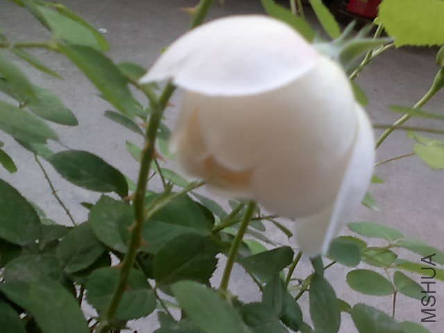 20130427437.jpg