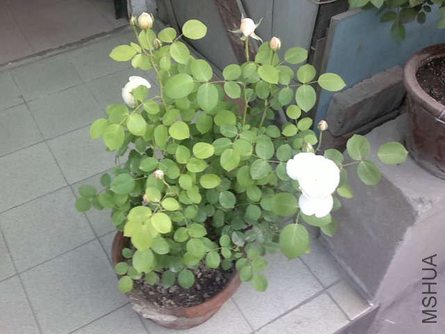20130427439.jpg