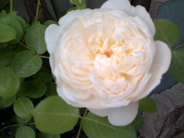 20130427440.jpg