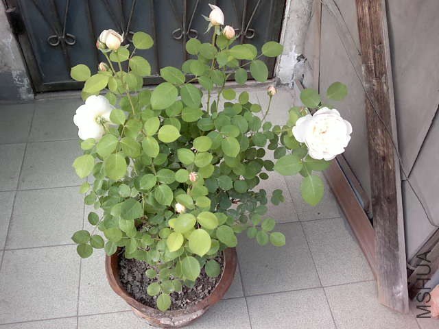 20130427441.jpg